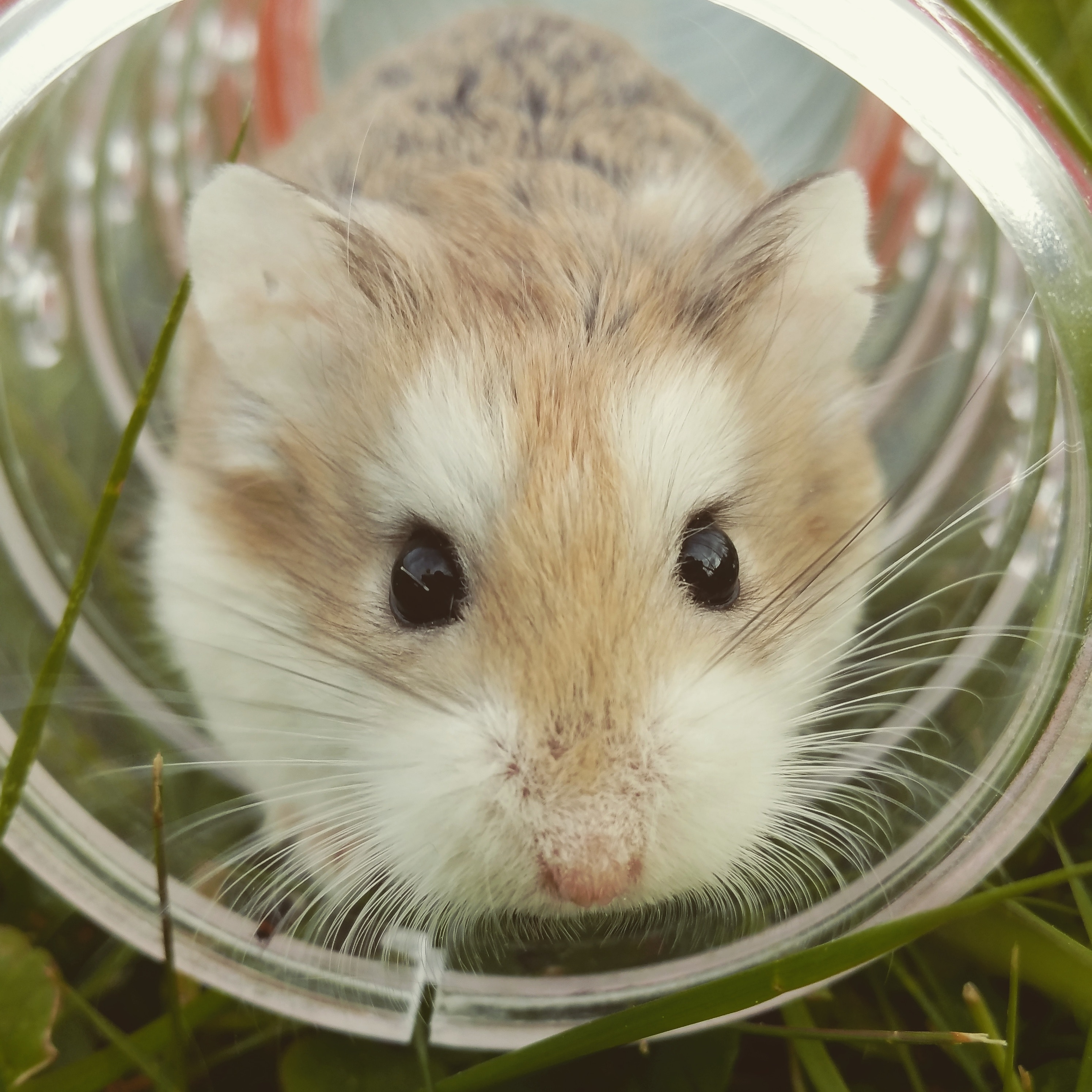 The hamster wheel